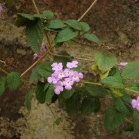 Lantana montevidensis (Spreng.) Briq.